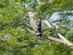Buteo nitidus