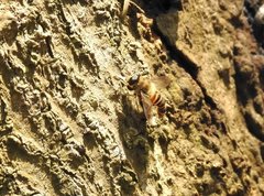 Mallota curvigaster