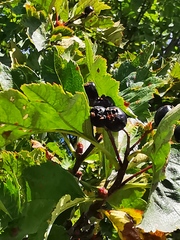 Crataegus chlorosarca