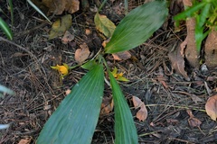 Lycaste cruenta