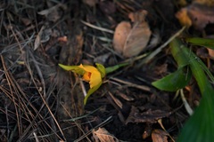 Lycaste cruenta