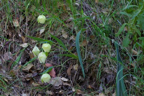 White fairy-lantern (Calochortus albus)