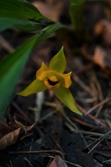 Lycaste cruenta