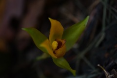 Lycaste cruenta