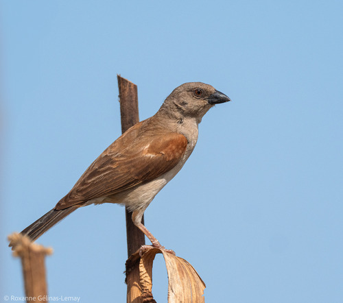 Northern Grey-headed Sparrow