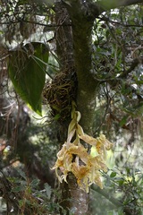 Stanhopea dodsoniana
