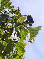 Crataegus chlorosarca
