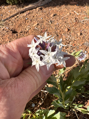 Amsonia jonesii