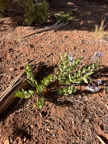 Amsonia jonesii, photograph 3