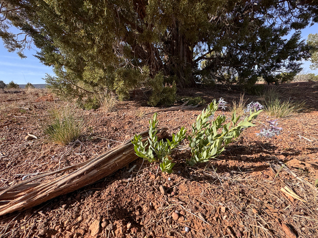 Amsonia jonesii; photograph (c) Kenzie Anderson-Bell, some rights reserved (CC BY)