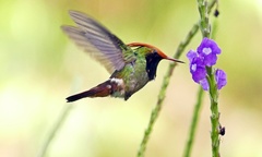Rufous-Crested Coquette photo 5