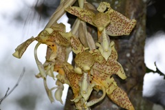 Stanhopea dodsoniana