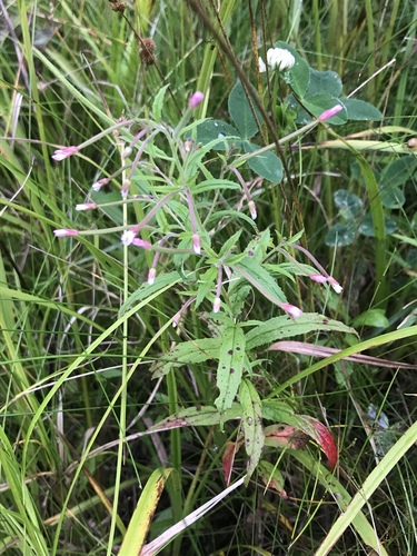 Purpleleaf willowherb (Epilobium coloratum)