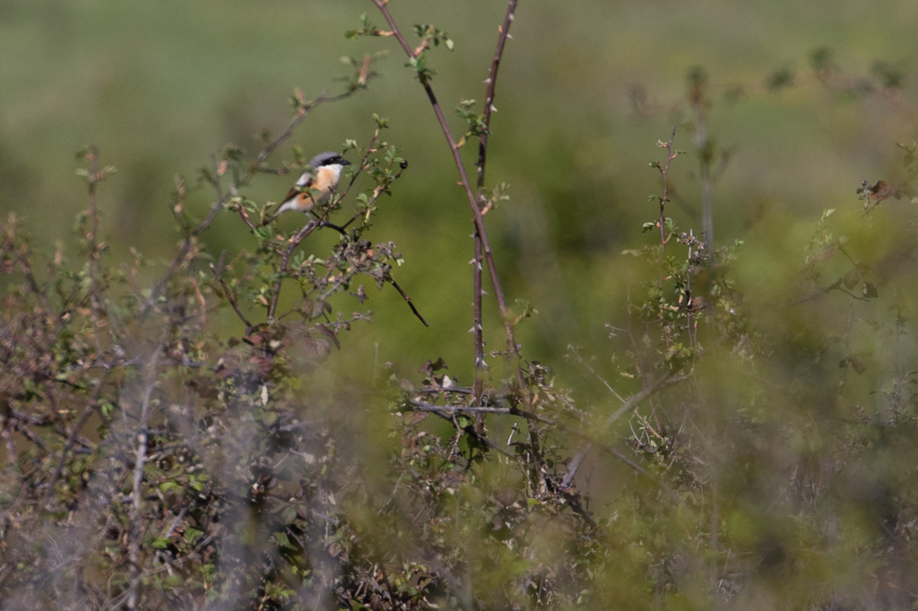 Red-backed × Woodchat Shrike