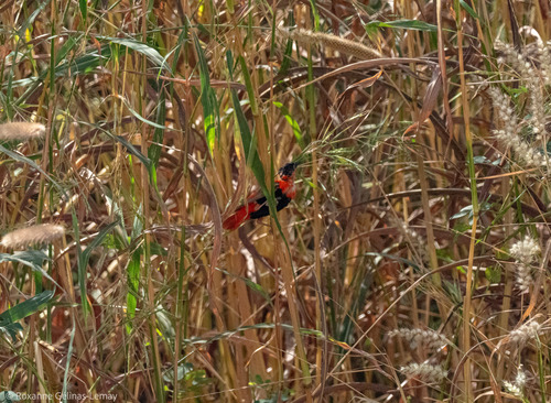 Northern Red Bishop
