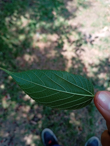 Foto de Amora-do-mato