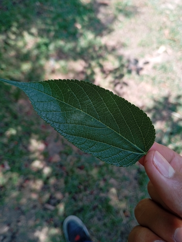 Foto de Amora-do-mato