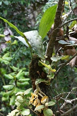 Stanhopea saccata