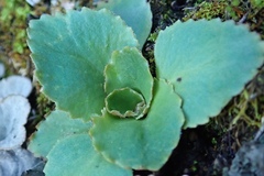 Micranthes eriophora