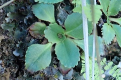 Micranthes eriophora