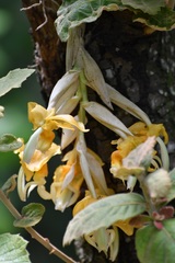 Stanhopea saccata