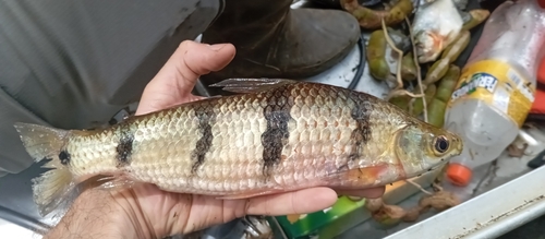 Characin (Schizodon fasciatus) — Anostomidae — 4