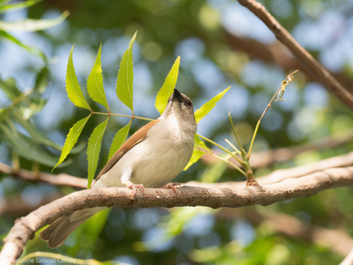 Northern Grey-headed Sparrow