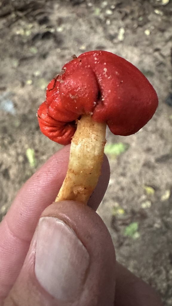 Leratiomyces erythrocephalus · May 2025 · photo: © outinthefield (iNaturalist, cc-by)