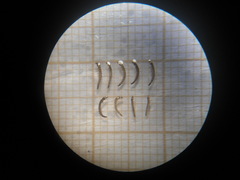 Microcylloepus