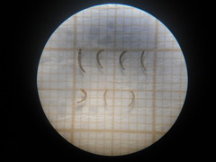 Microcylloepus