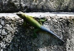 Sceloporus taeniocnemis