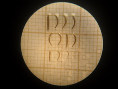 Microcylloepus