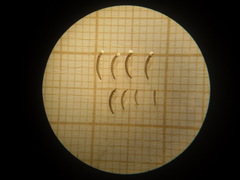 Microcylloepus