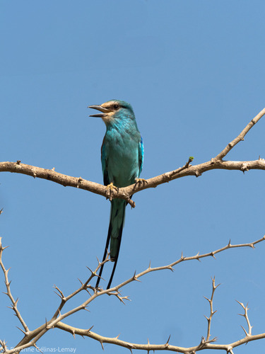 Abyssinian Roller