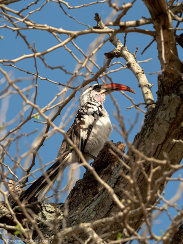 Western Red-billed Hornbill