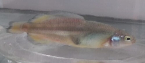 Darkedged splitfin (Girardinichthys multiradiatus) — Goodeidae