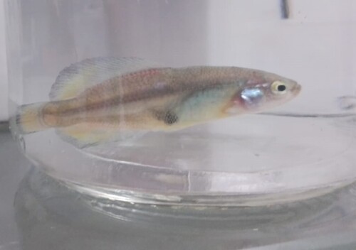 Darkedged splitfin (Girardinichthys multiradiatus) — Goodeidae — 4