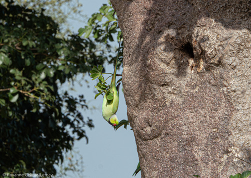 Rose-ringed Parakeet