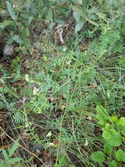 Vicia pulchella