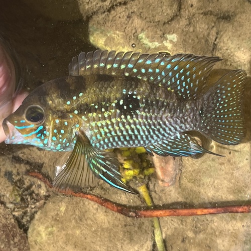 Blue acara