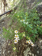 Perityle coronopifolia