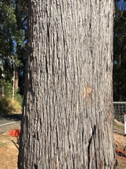 Eucalyptus pilularis