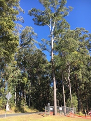 Eucalyptus pilularis