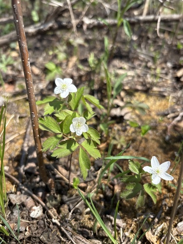 wood anemone
