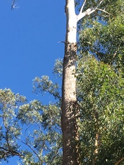 Eucalyptus pilularis