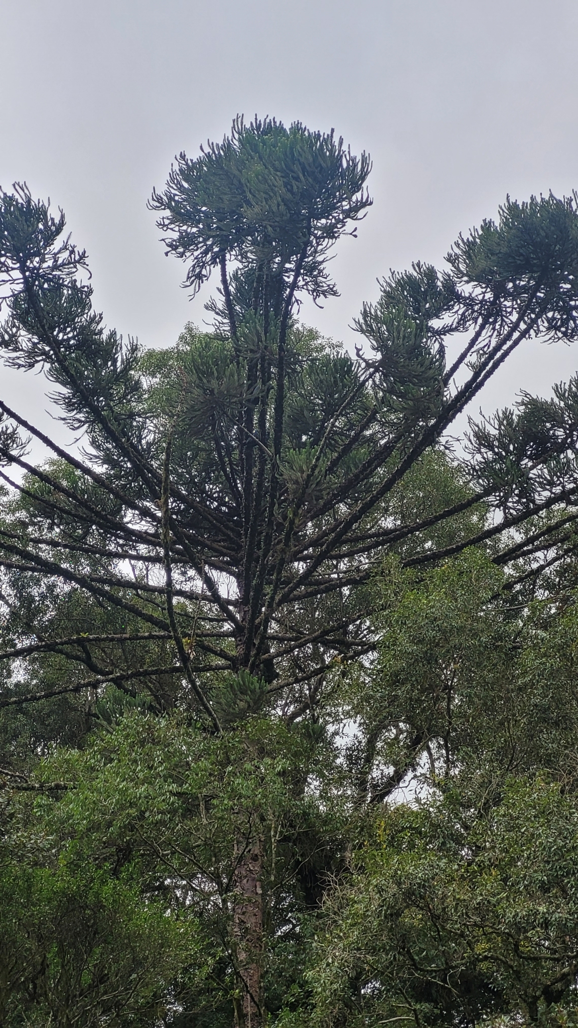 Araucaria angustifolia