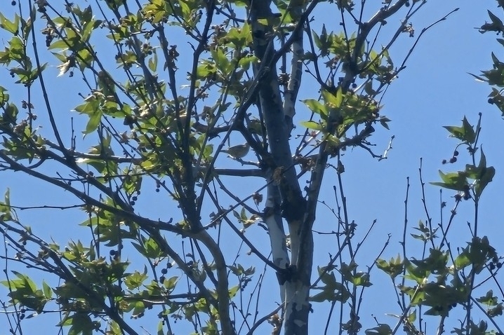Cassin's Vireo (Cassin's)