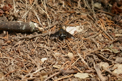 Hemipenthes velutina