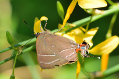 Parrhasius moctezuma