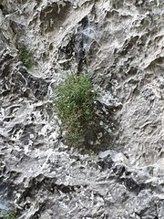 Moehringia bavarica